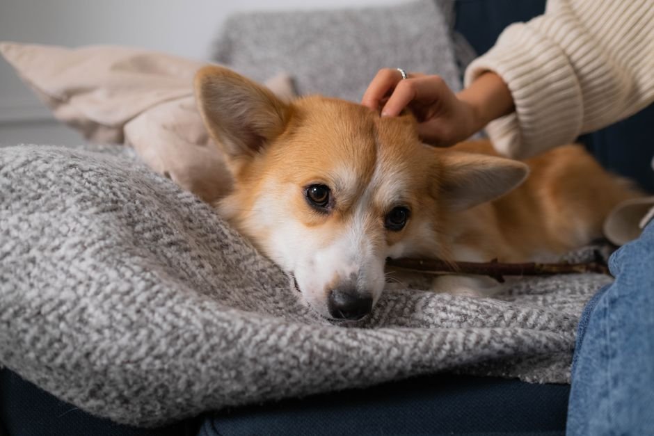 Dog bite injury requiring a dog bite lawyer
